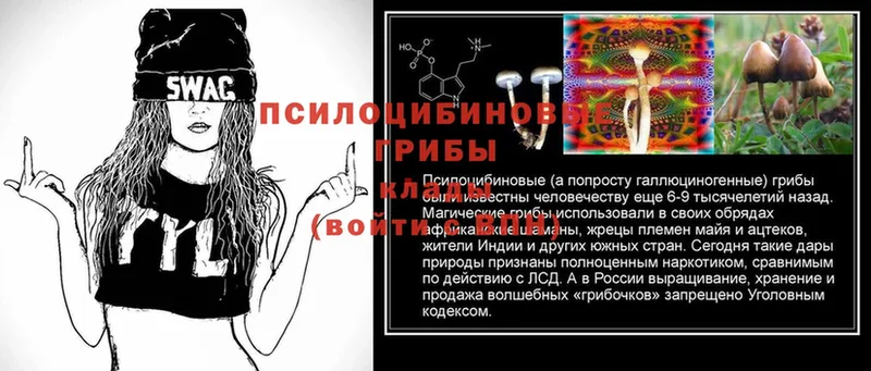 Галлюциногенные грибы Psilocybe  как найти   Апрелевка 